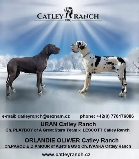 Catley&nbsp;Ranch vrh Z