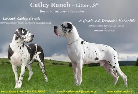 Catley&nbsp;Ranch vrh S 2017 - fotografie 3