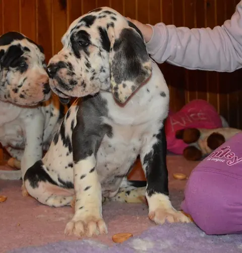 Catley&nbsp;Ranch vrh S 2017 - fotografie 30