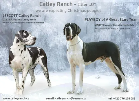 Catley&nbsp;Ranch vrh U 2018