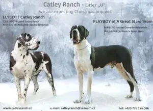 Catley&nbsp;Ranch vrh U 2018 - fotografie 2