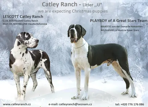 Catley&nbsp;Ranch vrh U 2018 - fotografie 4