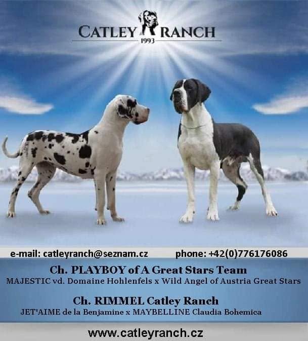 Catley Ranch vrh Y
