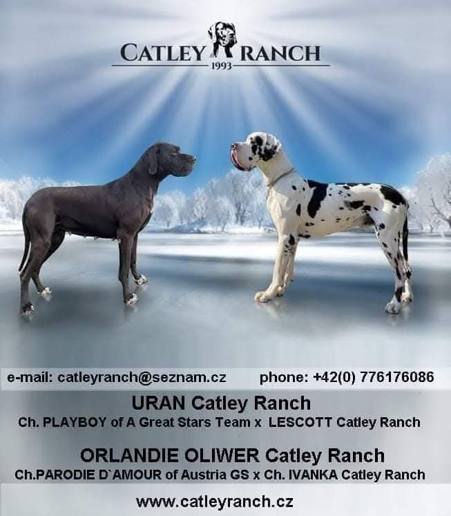 Catley Ranch vrh Z