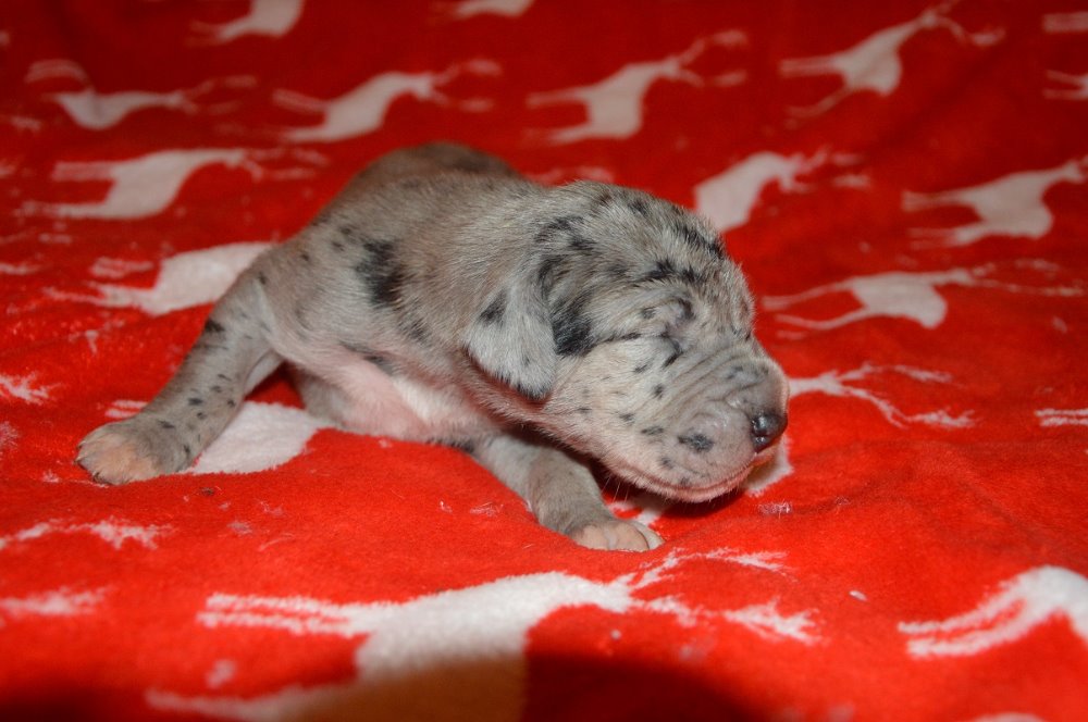 Catley Ranch vrh U 2018 - fotografie 14