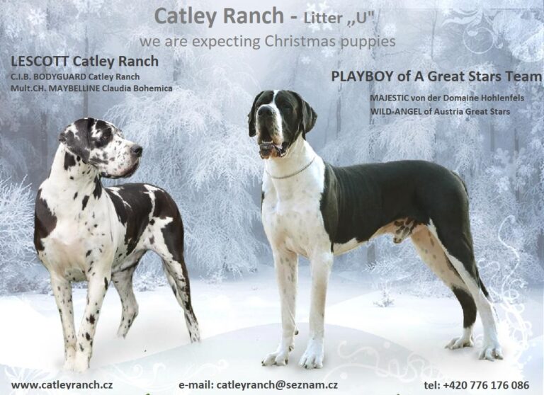 Catley Ranch vrh U 2018 - fotografie 3
