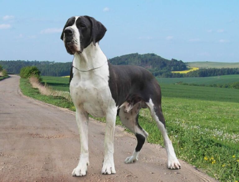 Německá doga, Catley Ranch, psi, dogy, Great Dane, Deutsche Dogge, kynologie,