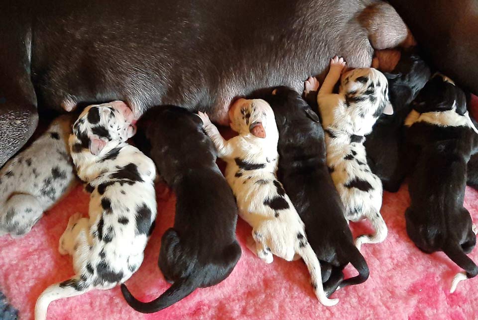 Štěňata německé dogy